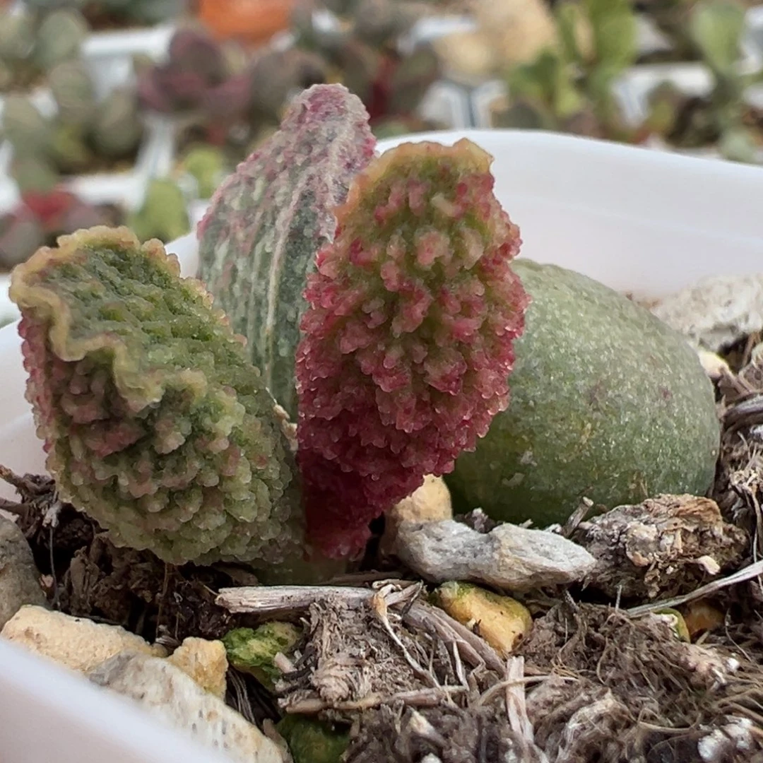 鱼鳞刺实生新品大苗多肉