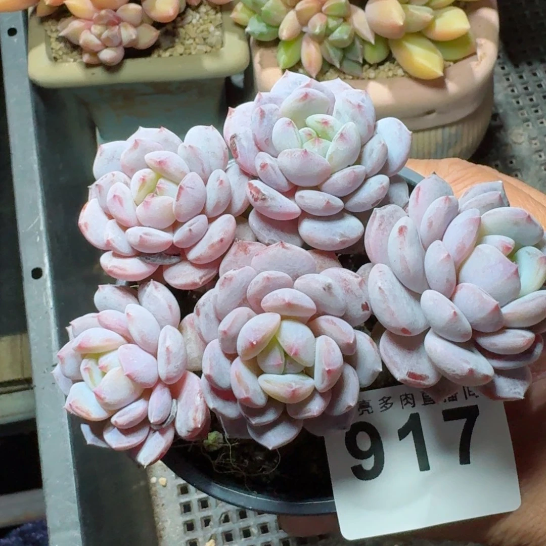 玉芙蓉          摇身一变高富帅，一夜暴富动作快