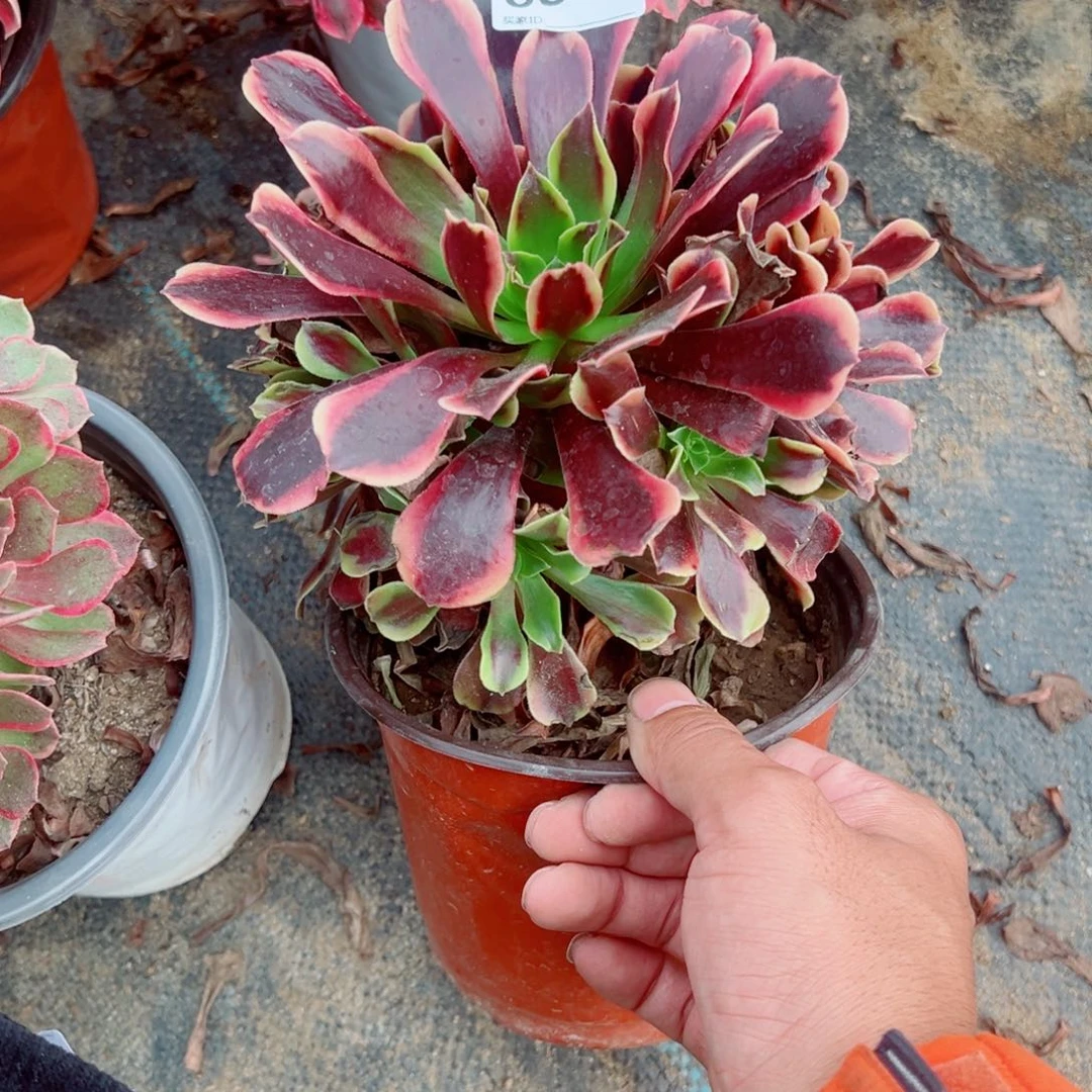614欧佳丽多肉植物法师
