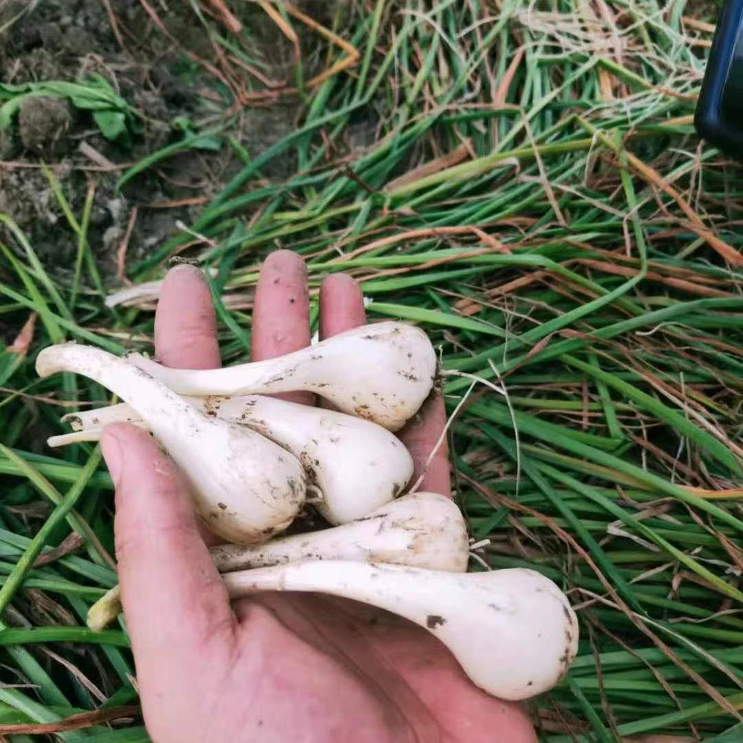 现挖新鲜荞头藠头无叶无须脆嫩可做泡菜的蔬菜