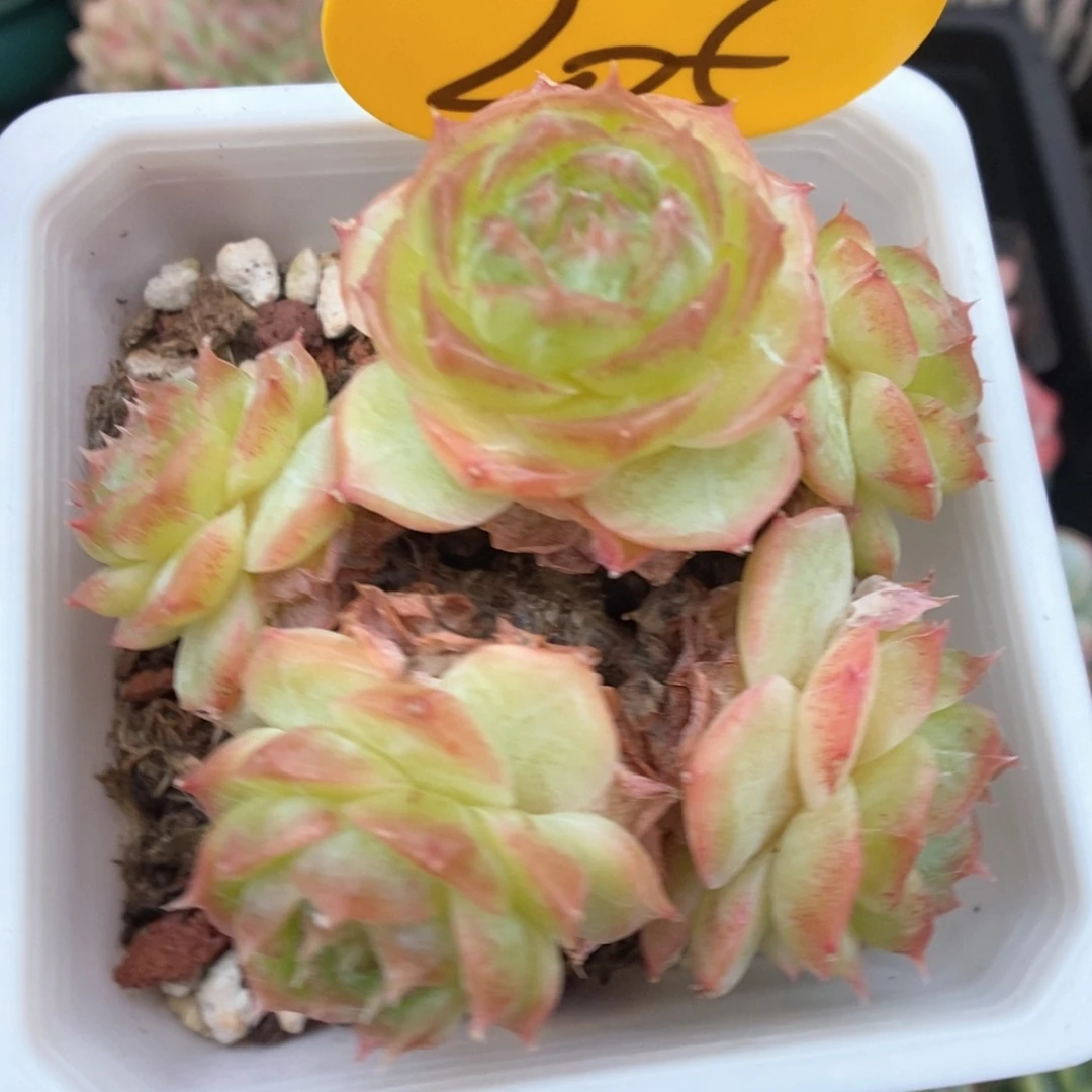 蔷薇珍妮群生205号。