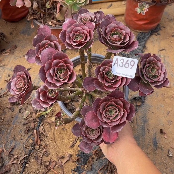 小微瑕魅金多肉植物369.