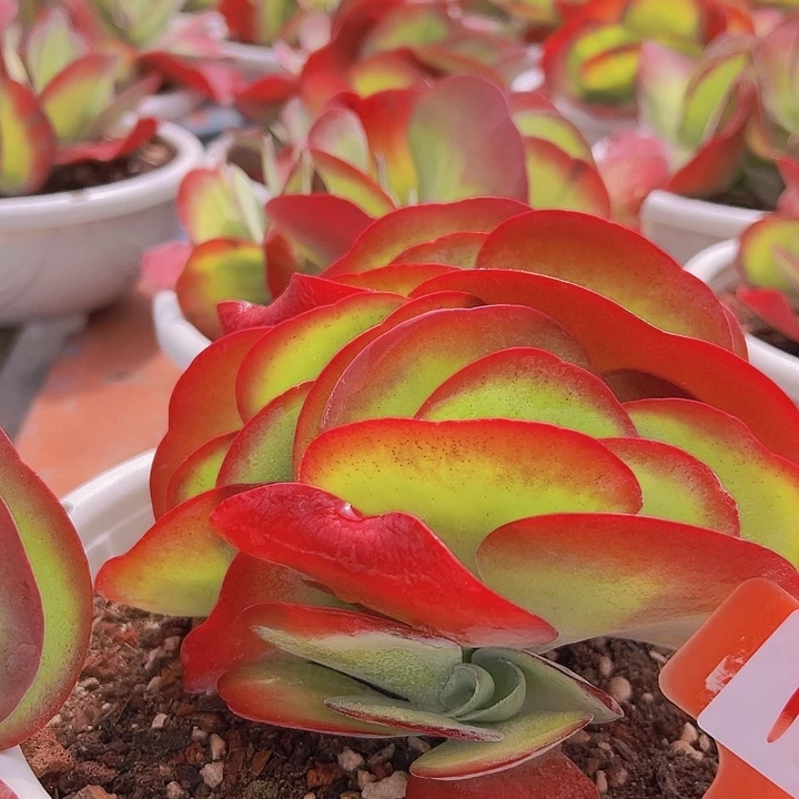 1唐印锦一个多肉带盆