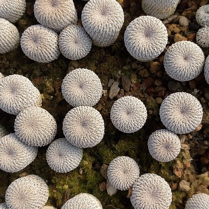 实生月世界一颗。