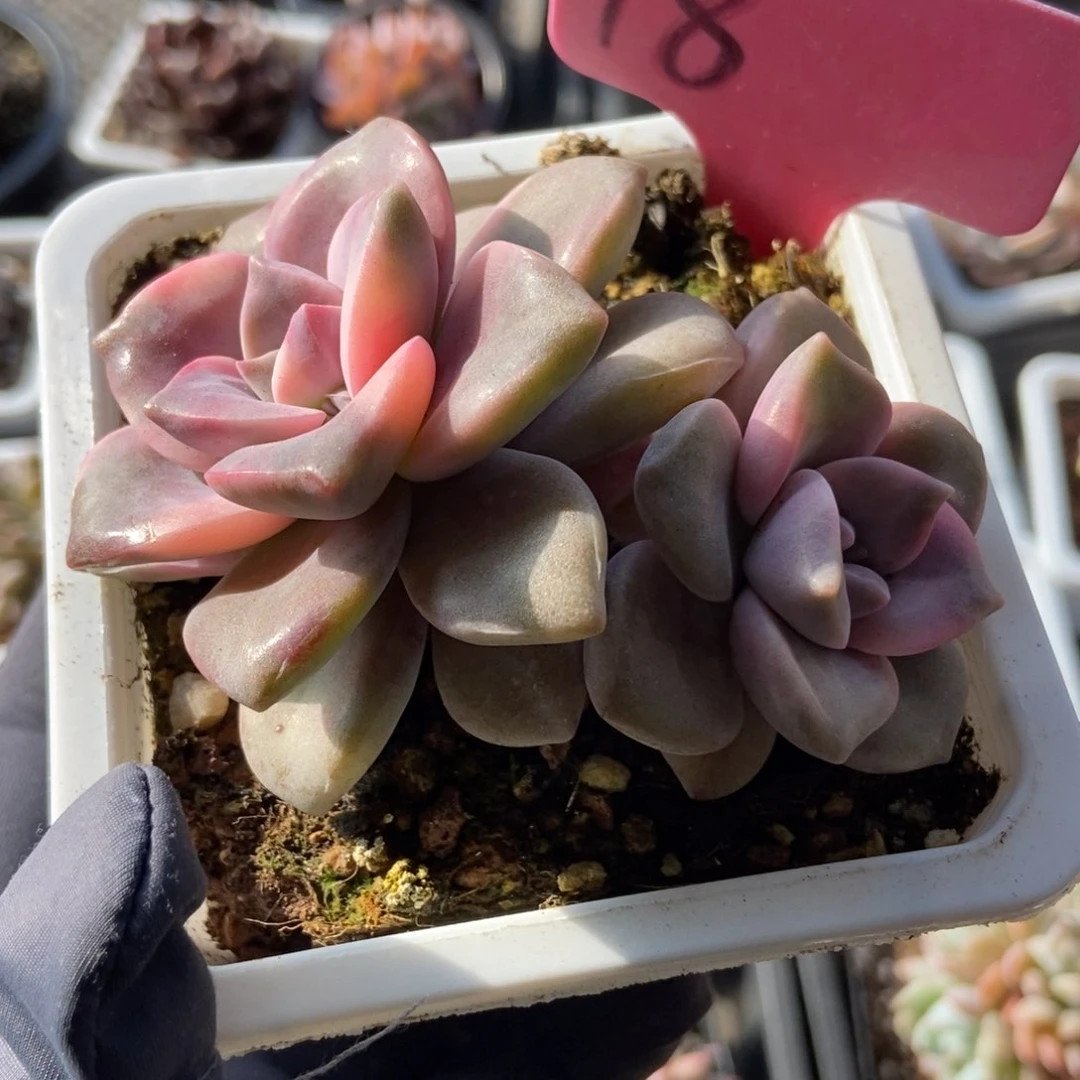 18紫乐锦多肉植物保护