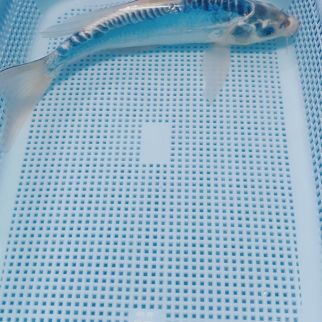 海水鱼锦鲤观赏鱼观赏鱼