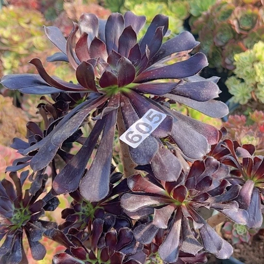 妙****多肉植物一个魔法