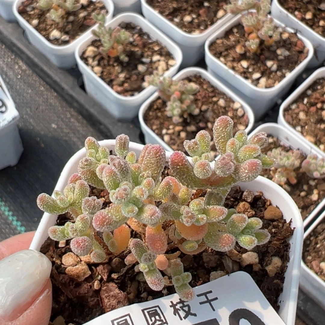 【闪购商品】o370冰晶枝干番杏