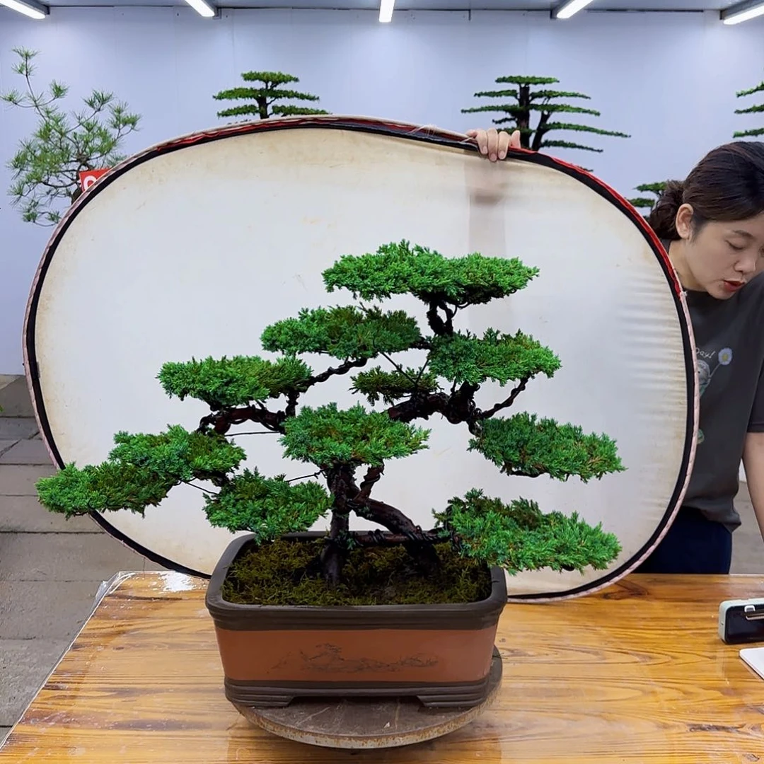 完全开放柏树盆景直播间一物一拍