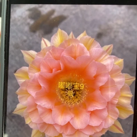 无花朵9 号彩草仙人球侧芽1.5+