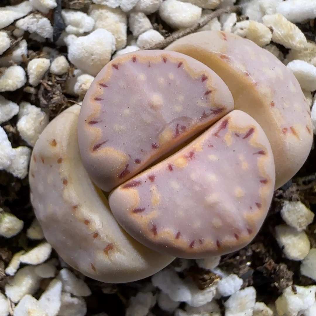 3.27 辛然园艺 .015 7005 芝麻小饼干