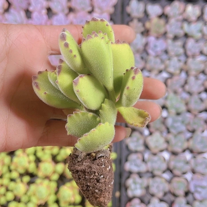 精品绿熊多肉植物