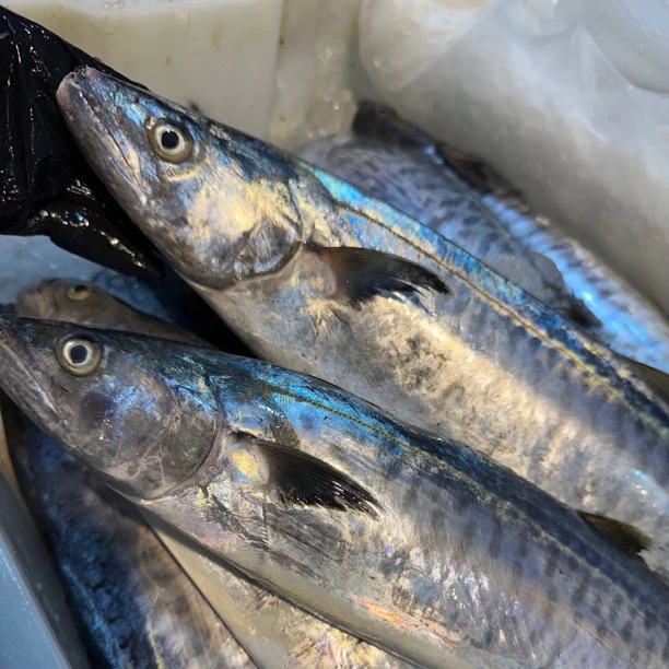 广东汕尾本港流网捕捞大筒鲛，横纹大马鲛鱼