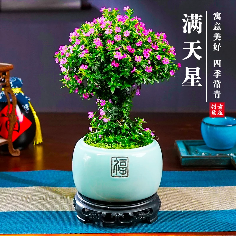 满天星盆景绿植室内开花办公室好养造型老桩禅意植物客厅盆栽