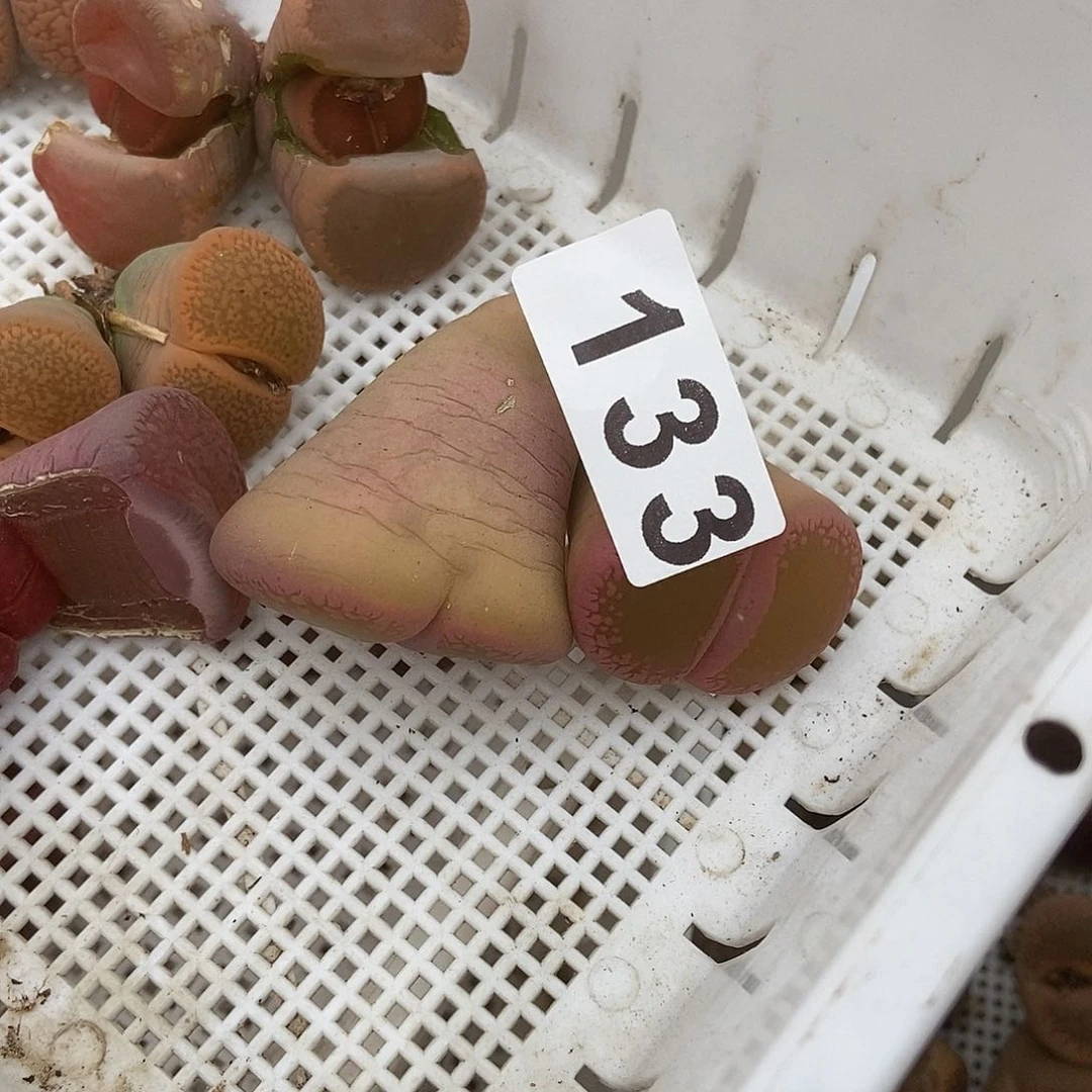 生石花一物一拍133