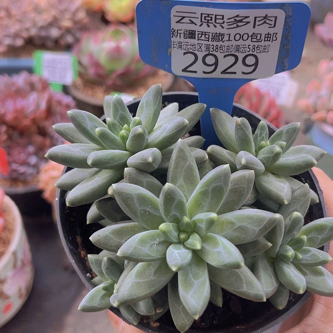 2929乌拉克拉。