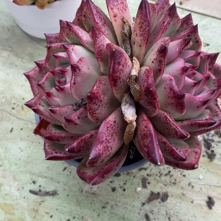 梵*✨一物一拍乌木杂51