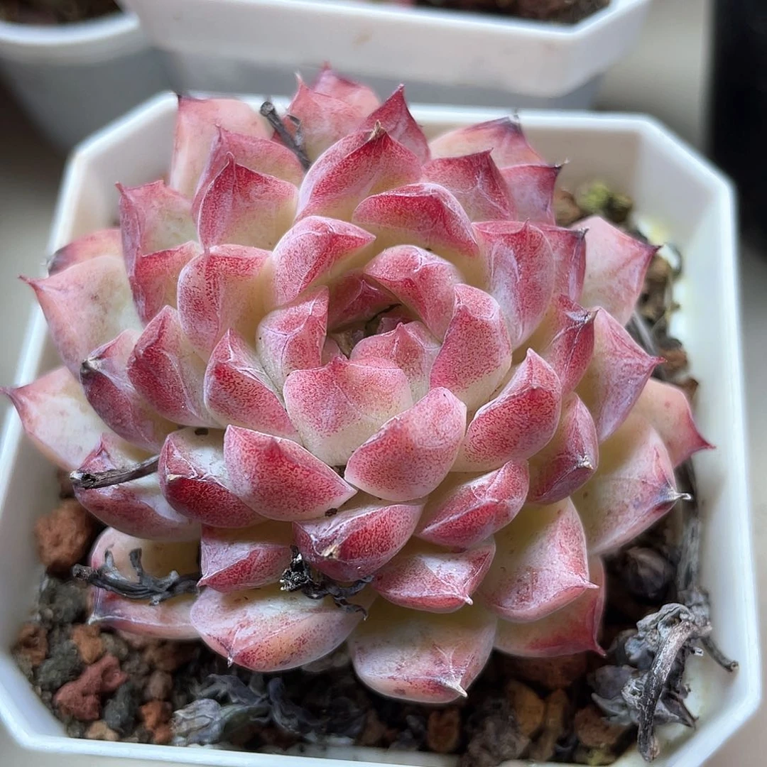 优选烟霞女王9480