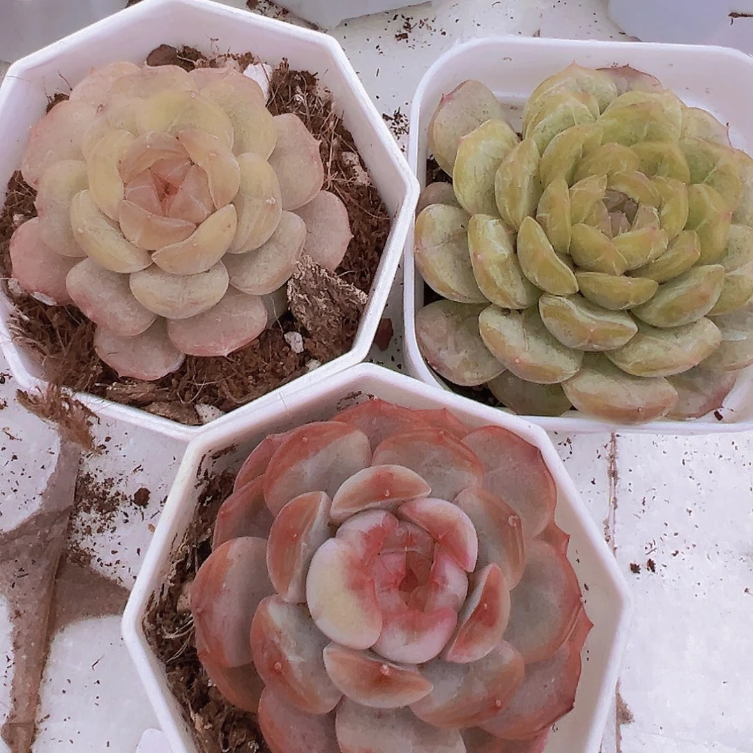 三恋组合19包邮多肉