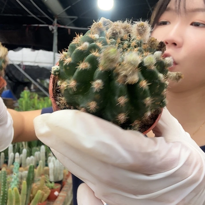 百褶裙（掉头掉崽不售后）