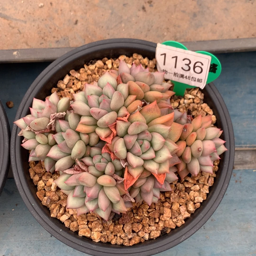 黄金象牙老桩无砍1136