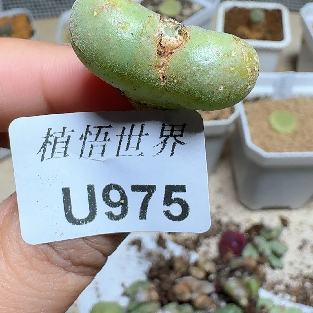 975号多肉植物哇f f