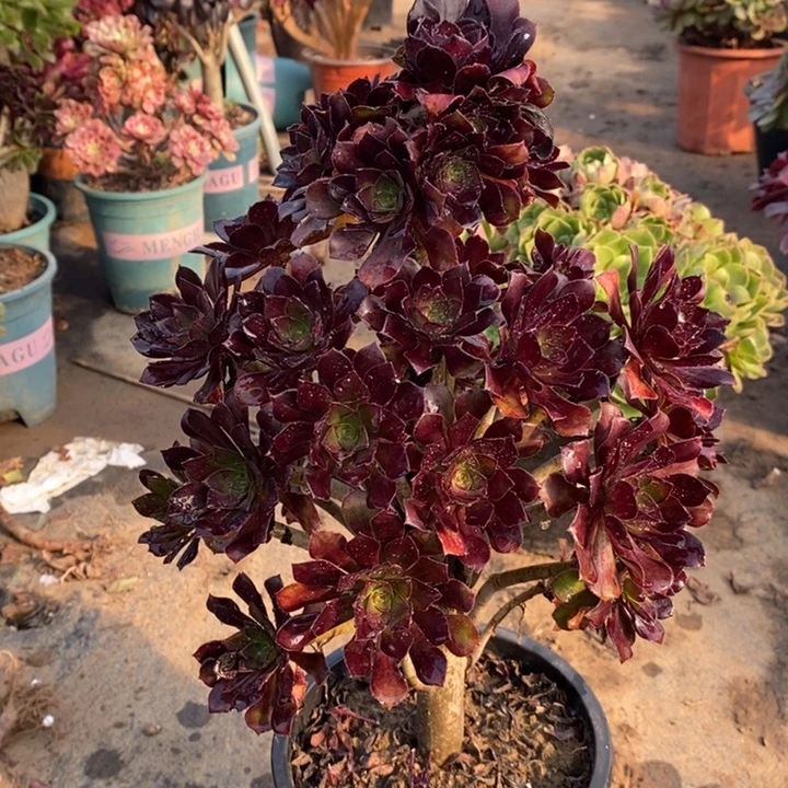 黑法多肉植物13