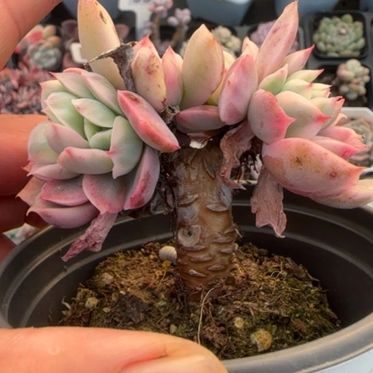 288绮罗锦多肉植物多