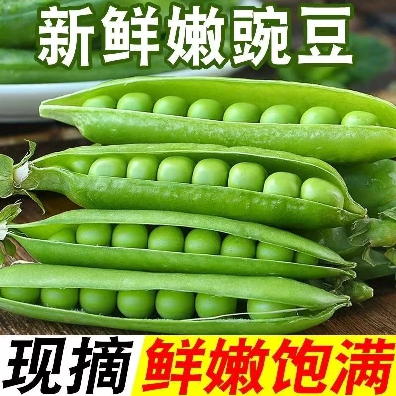 【现摘现发】攀枝花露天豌豆荚老品种老面豌豆炖汤炒菜5-9斤