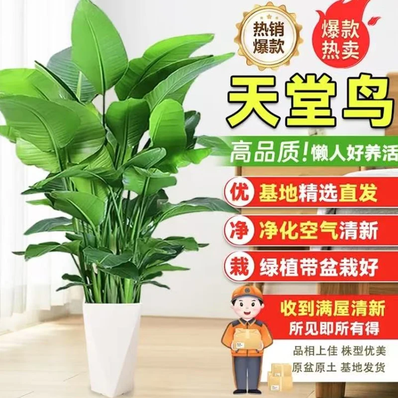 1.5-1.6米北欧风天堂鸟大型老桩苗客厅办公室绿植好养活净化空气