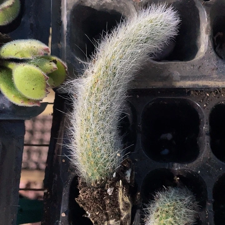 九尾狐1.5带土发