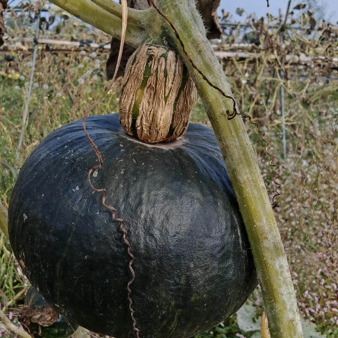 正宗贝贝南瓜粉糯香甜板栗味适合宝宝辅食和孕妇代餐粗粮烤蛋奶