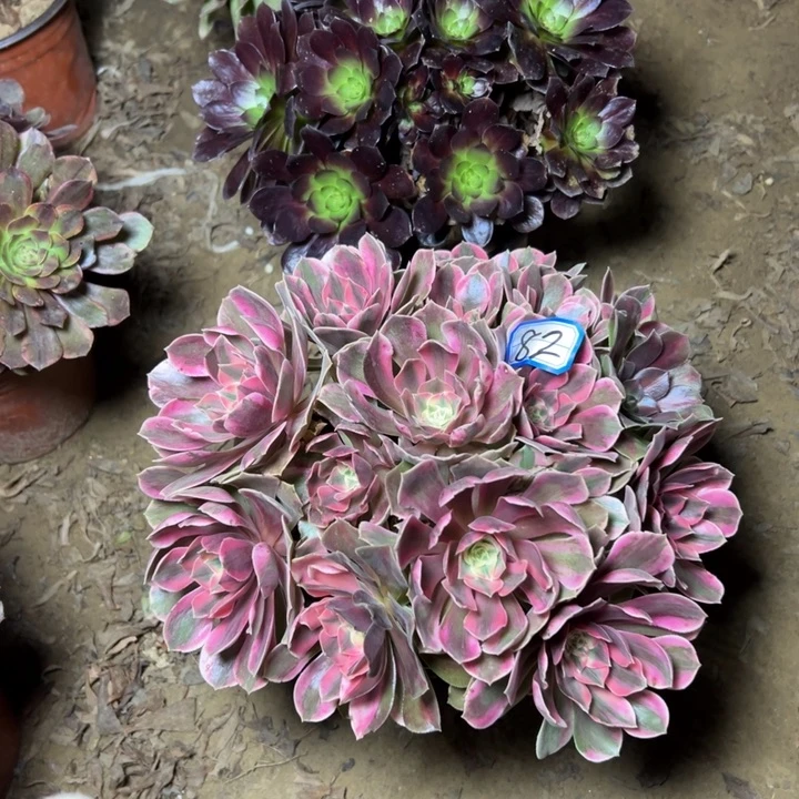 淡***香多肉植物两个法师82