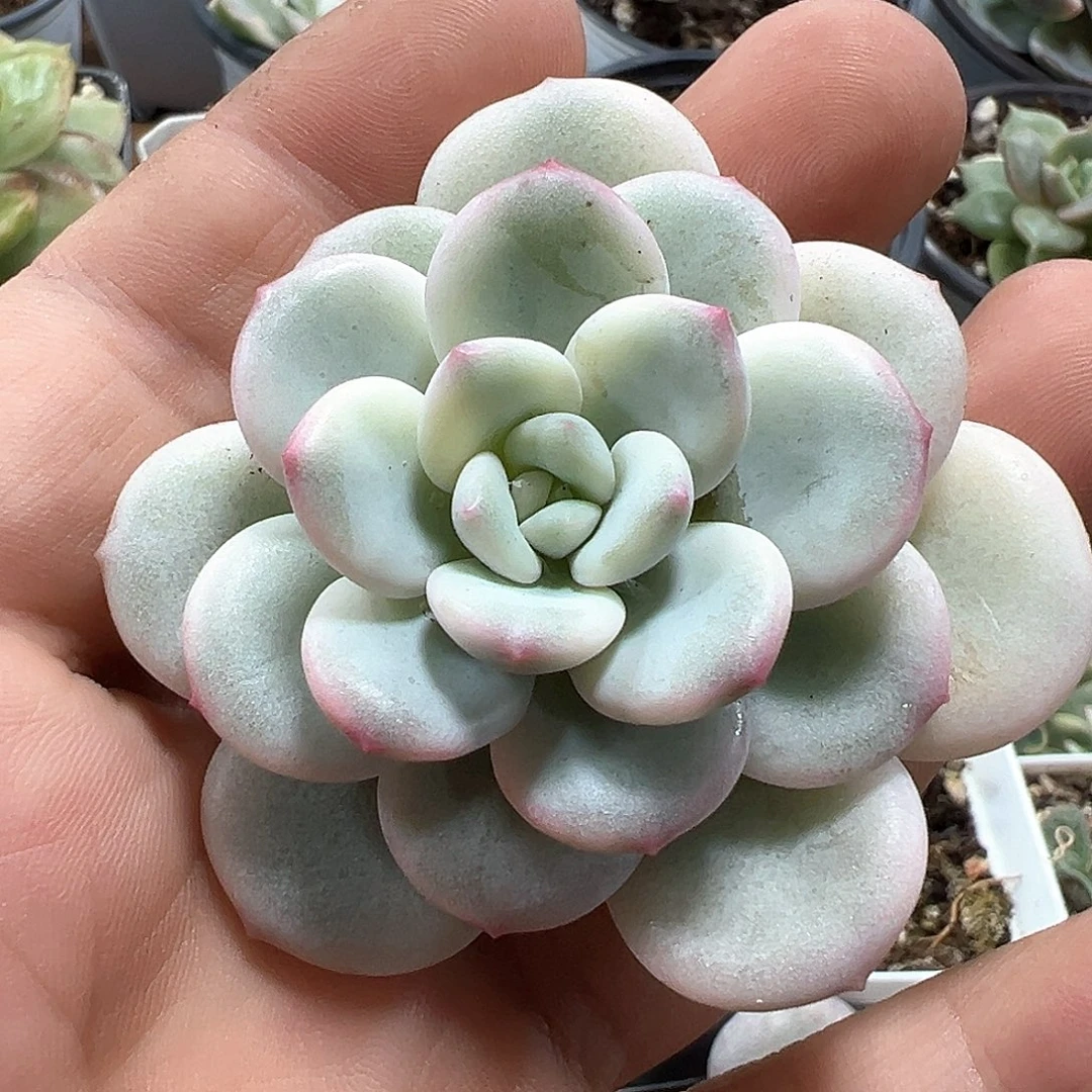 老香水锦头盖 小方花圃一物一拍