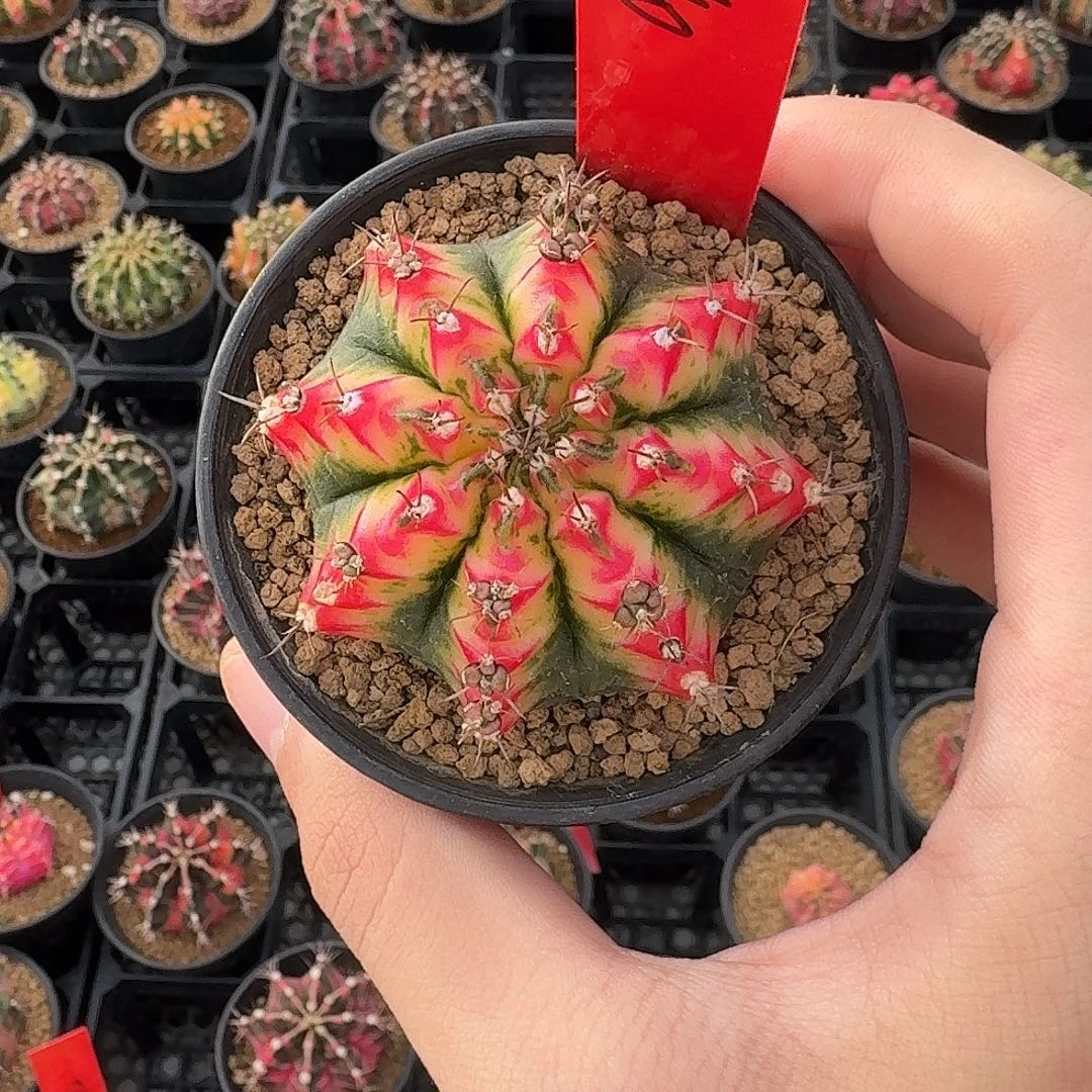 L540-1120广东发货 好彩