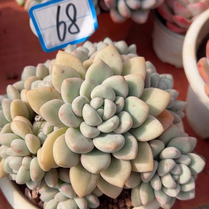 完全开放48平平安安健健康康