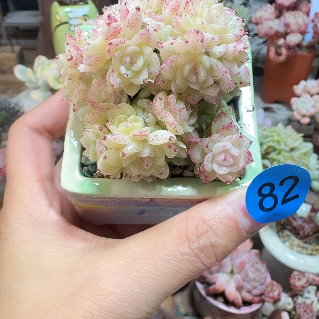 82 多肉含盆土 30元包邮非偏远