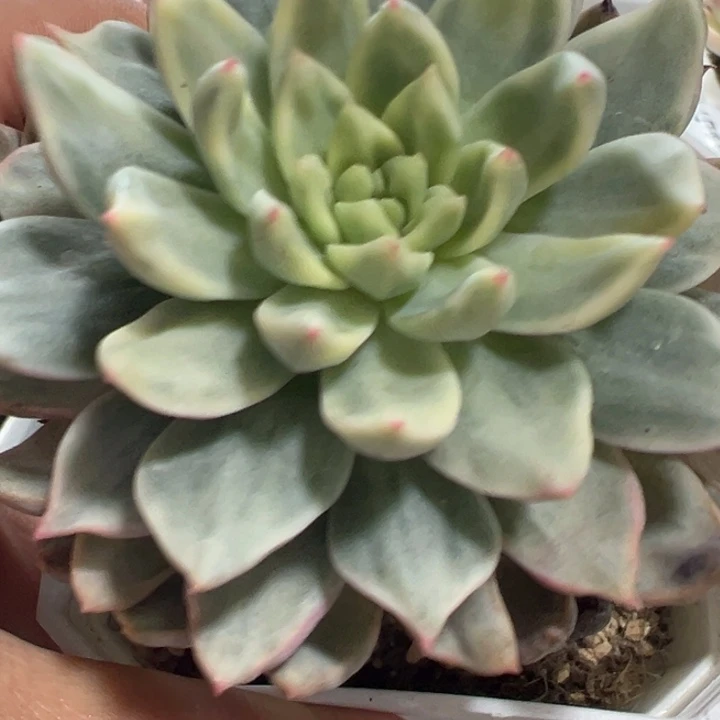 老桩锦多肉植物不知名1302