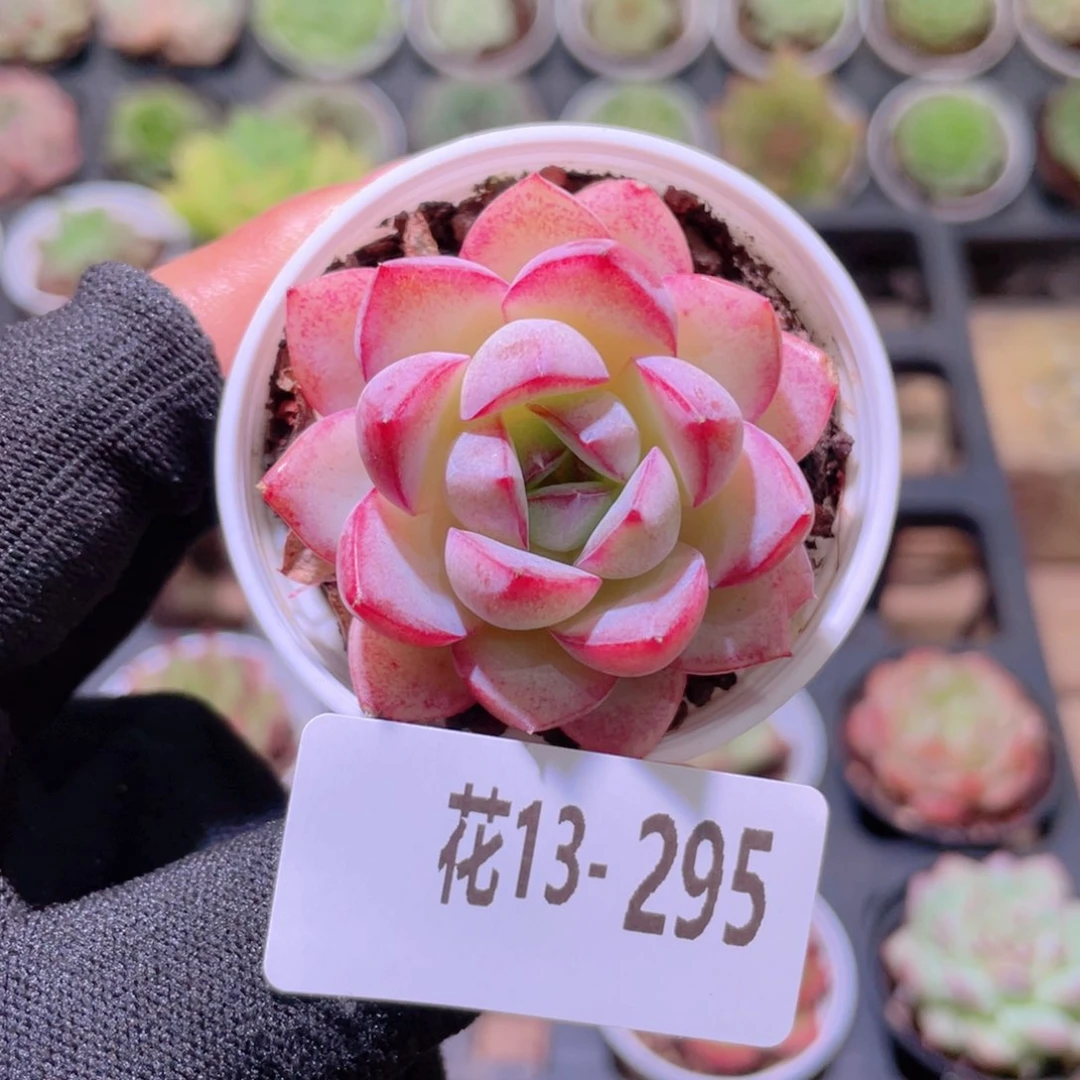 L***z花利美13-295女王