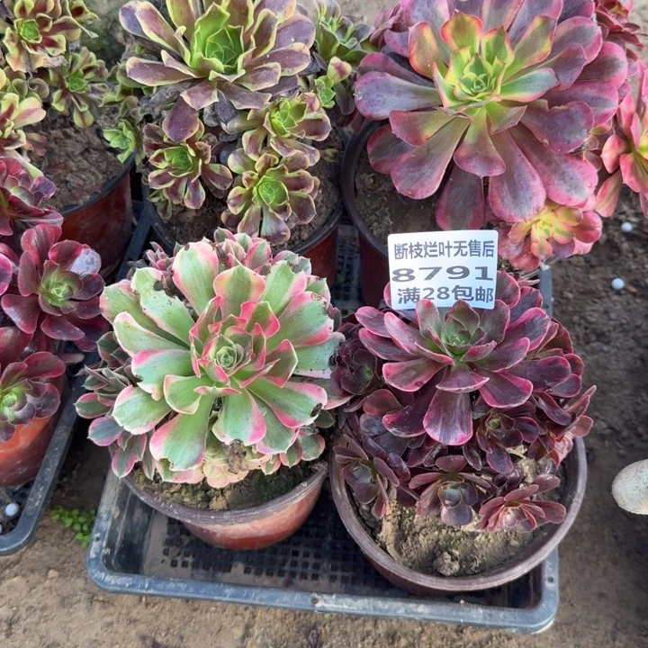 8791二号棚四个品种A