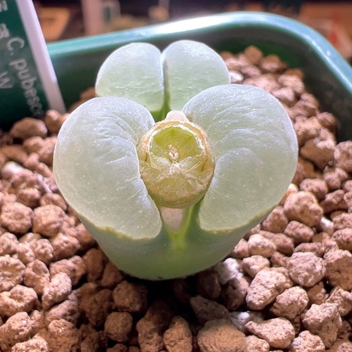 217。 优选2151。青蛙5年母本 超级翻