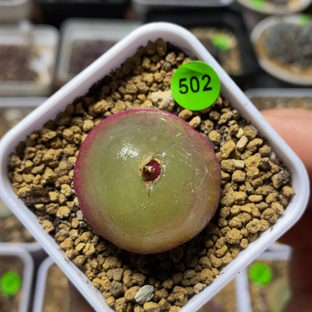 灯泡2.9+多肉植物502