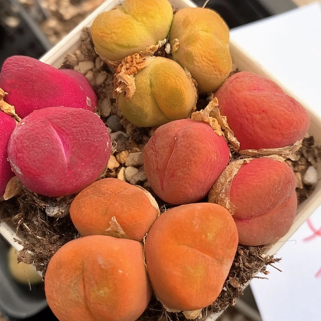 1036多头丝绒彩色一组