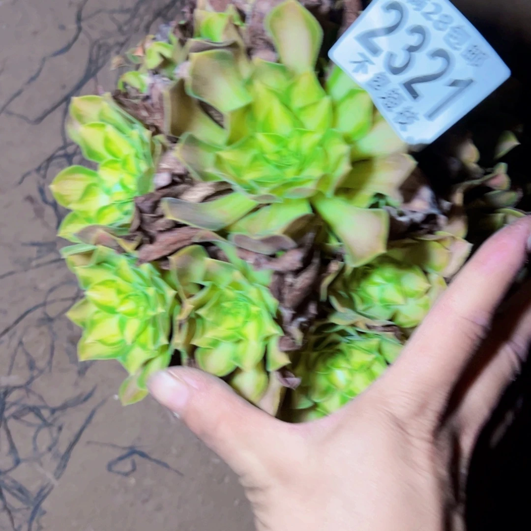 韶华多肉植物法师2321