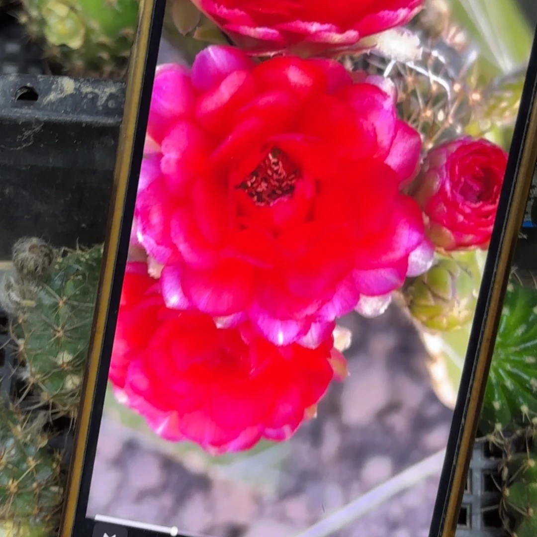 血滴子丽花小侧牙20包邮5