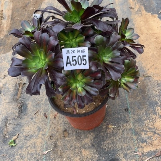 505华纳法师不包断枝