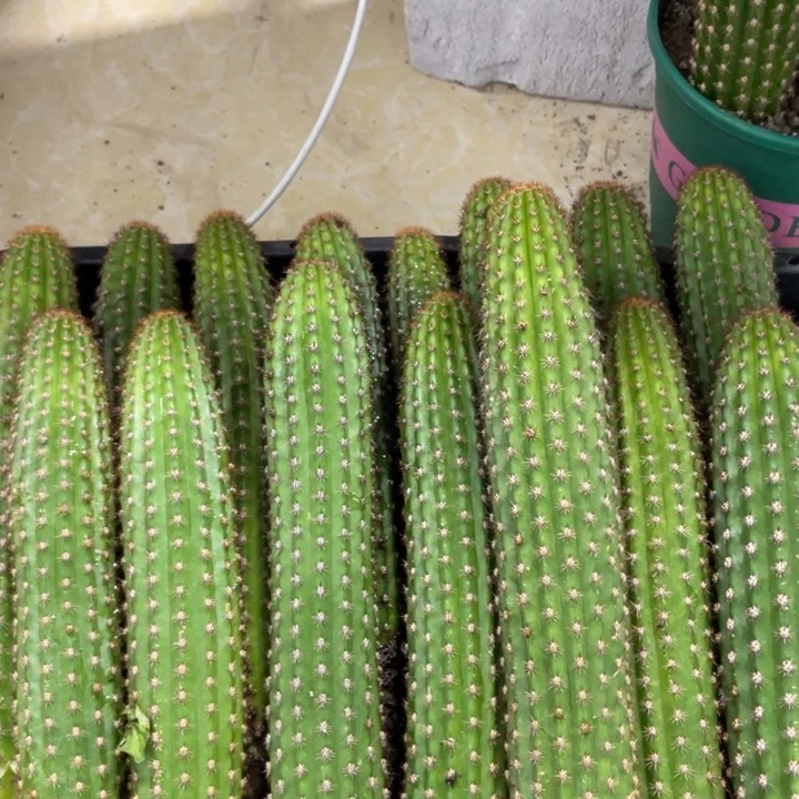 自根卡布奇诺保15公分金妞