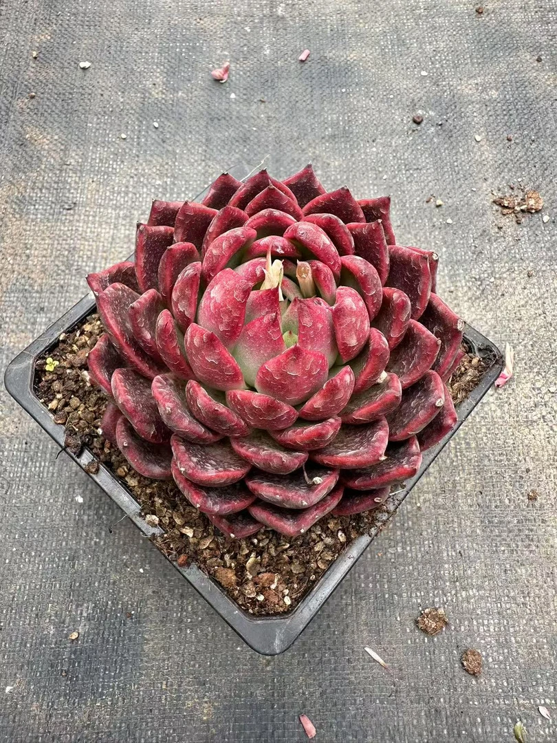 15#新号开播宠粉优秀版蔓越莓  前男友精品多肉SM70