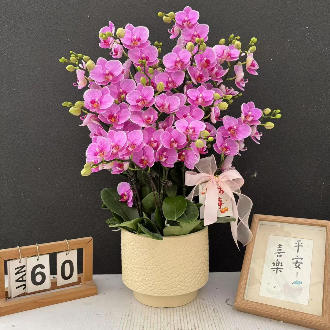 （紫蝶）高端蝴蝶兰精美艺术鲜花组盆花卉