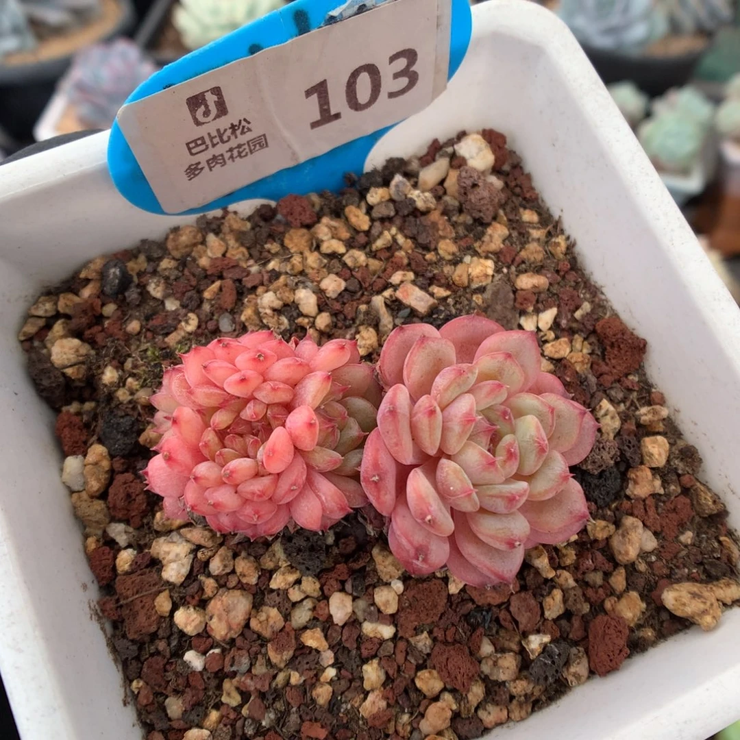 103 白胖子缀多肉